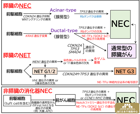 JMT日本干细胞——分析阐明胃肠道神经内分泌癌症的病理学-揭开世界第一难治癌症的真相，有望促进药物开发②