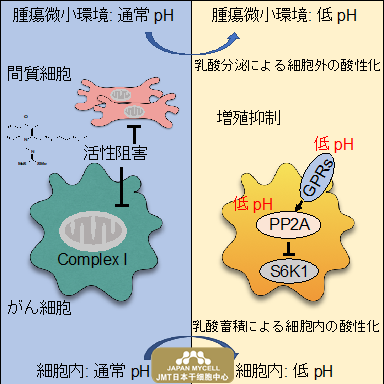 JMT日本干细胞——通过线粒体酶抑制剂发现新的抗癌机制—利用癌症组织的特征治疗新的癌症