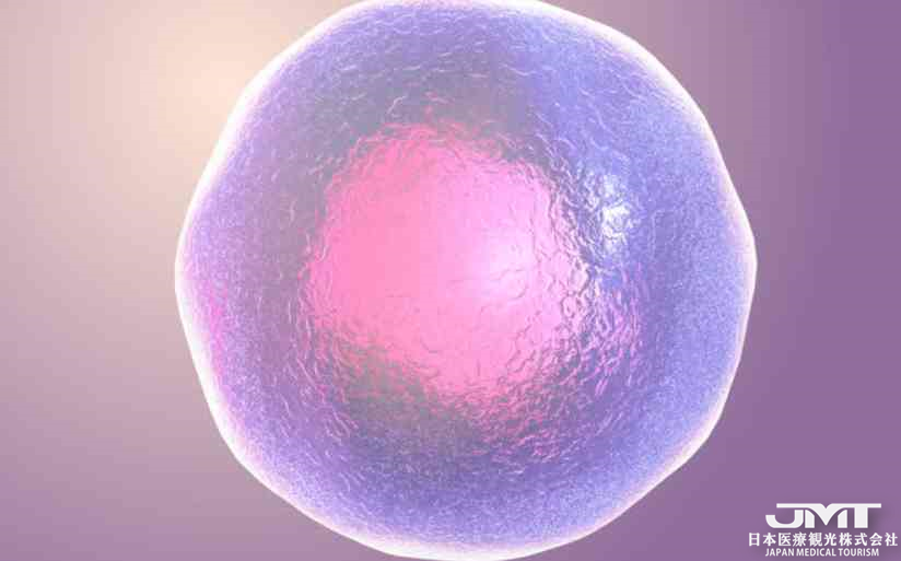 JMT日本医疗——在世界上首次在“体外”培育出人类及猿猴胎儿卵巢的原始卵泡①