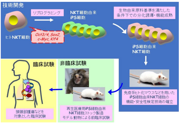 保鲜膜.jpg