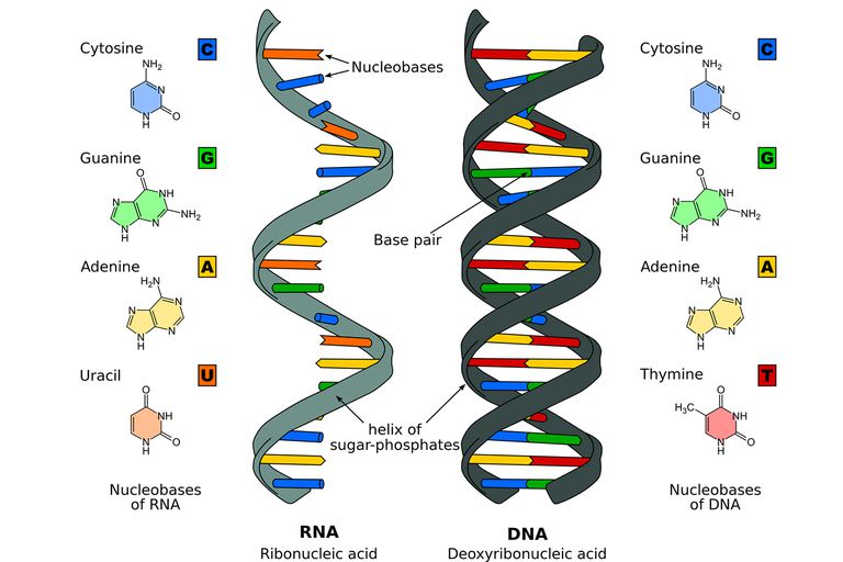 DNA-RNA-58dacf2e5f9b584683a1c375.jpg