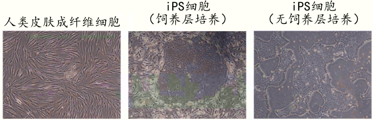 飒飒.png